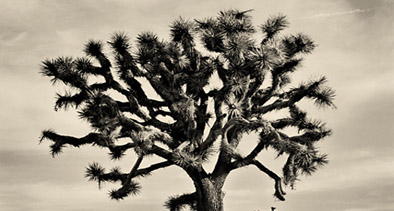 Joshua Tree